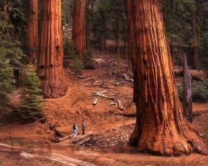 big big trees and little people