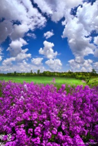 phil koch purple flower horizon