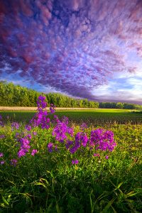horizon purple flowers