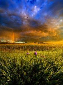 horizon rainbow field
