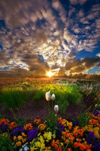 horizons sun burst and tulip