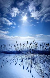horizons blue reeds