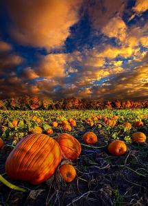 horizons pumpkin