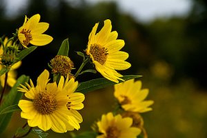 horizons-sunflowers-phil-koch