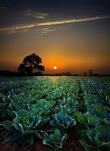 horizons-the-cabbage-patch-phil-koch